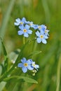 Forget me not flower Royalty Free Stock Photo