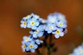 Forget-me-not flower Royalty Free Stock Photo