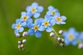 Forget-me-not flower  Myosotis sylvatica  closeup on meadow. Royalty Free Stock Photo