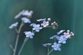 Forget-me-not flower  Myosotis sylvatica  closeup on meadow. Royalty Free Stock Photo
