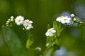 Forget-me-not flower  Myosotis sylvatica  closeup on meadow. Royalty Free Stock Photo