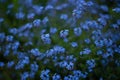 Forget-me-not flower in the spring. Myosotis plant grown in a bouquet in the wild plain