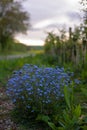 Forget-me-not flower in the spring. Myosotis plant grown in a bouquet in the wild plain