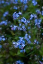 Forget-me-not flower in the spring. Myosotis plant grown in a bouquet in the wild plain