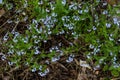 Forget Me Not Flower In The Wild Royalty Free Stock Photo