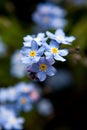 Forget-me-not flowers Royalty Free Stock Photo