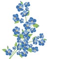 Forget-me-not flowers Royalty Free Stock Photo