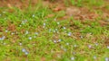 Forget Me Not Flowers Background. Field Of Delicate Forget-Me-Nots. Myosotis Scorpioides.