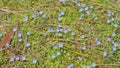 Forget Me Not Flowers Background. Field Of Delicate Forget-Me-Nots. Myosotis Scorpioides. Close up.