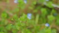 Forget Me Not Flowers Background. Field Of Delicate Forget-Me-Nots. Myosotis Scorpioides.