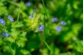 Forget-me-not flowers on a background of green grass Royalty Free Stock Photo