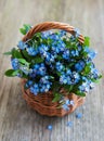 Forget-me-not flowers in basket Royalty Free Stock Photo