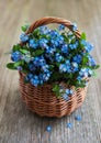 Forget-me-not flowers in basket Royalty Free Stock Photo