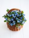 Forget-me-not flowers in basket Royalty Free Stock Photo