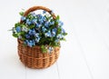 Forget-me-not flowers in basket Royalty Free Stock Photo