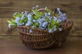 Forget-me-not flowers in the basket