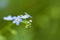 Forget-me-not flowers