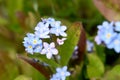 Forget me not flowers Royalty Free Stock Photo