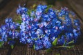 Forget-me-not flowers on a blurred wooden background Royalty Free Stock Photo