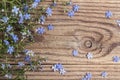 Forget-me-not flowers border on wooden table Royalty Free Stock Photo