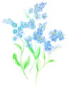 Forget me not flowers. card. drawing elements isolated on white background, and flowers