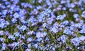 Forget-me-not flowers Royalty Free Stock Photo