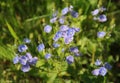 Forget-me-not flowers Royalty Free Stock Photo