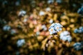 Forget Me Not flowers closeup on blurred background. Royalty Free Stock Photo