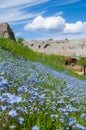 Forget-me-not flowers field in park