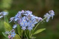 Forget-me-not flowers Royalty Free Stock Photo