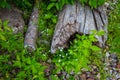 Forget Me Not Flowers In The Forest Royalty Free Stock Photo