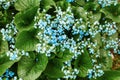 Forget-me-not flowers green leaves background closeup, myosotis scorpioides, sylvatica, scorpion grasses, boraginaceae Royalty Free Stock Photo