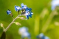 Forget me-not flowers isolated against a blurred background in the late spring sunshine,Hampshire,England Royalty Free Stock Photo