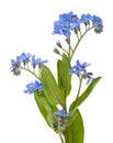 Forget me not Flowers