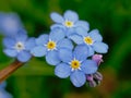 Forget me not flowers macro - Myosotis Royalty Free Stock Photo