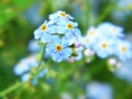 Forget me not flowers, macro photogaphy