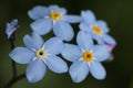 Forget-me-not flowers (Myosotis)