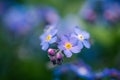 Forget-me-not flowers or Myosotis alpestris