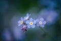 Forget me not flowers or Myosotis alpestris