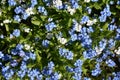 Forget-me-not flowers, white and blue variety Royalty Free Stock Photo