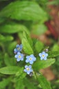 Forget-me-not flowers with rain drops and dew closeup Royalty Free Stock Photo