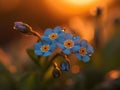 Forget-me-not flowers in the sun at sunset. Royalty Free Stock Photo
