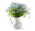 Forget me not flowers in vase isolated on white background Royalty Free Stock Photo