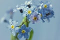 Forget-me-not flowers in water drops Royalty Free Stock Photo