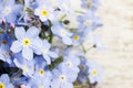 Forget-me-not flowers on wooden background