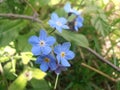 Small Fragile Blue Flowers Royalty Free Stock Photo