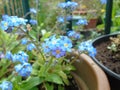 Forget me Not Garden Wildflower Blue Lilac Royalty Free Stock Photo