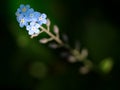 Forget-me-not, gentle blue flowers in summer garden. Blue little flowers Royalty Free Stock Photo