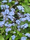 Forget me not growing in the countryside. Wildflowers are beautiful