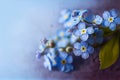 Forget Me Not Horizontal